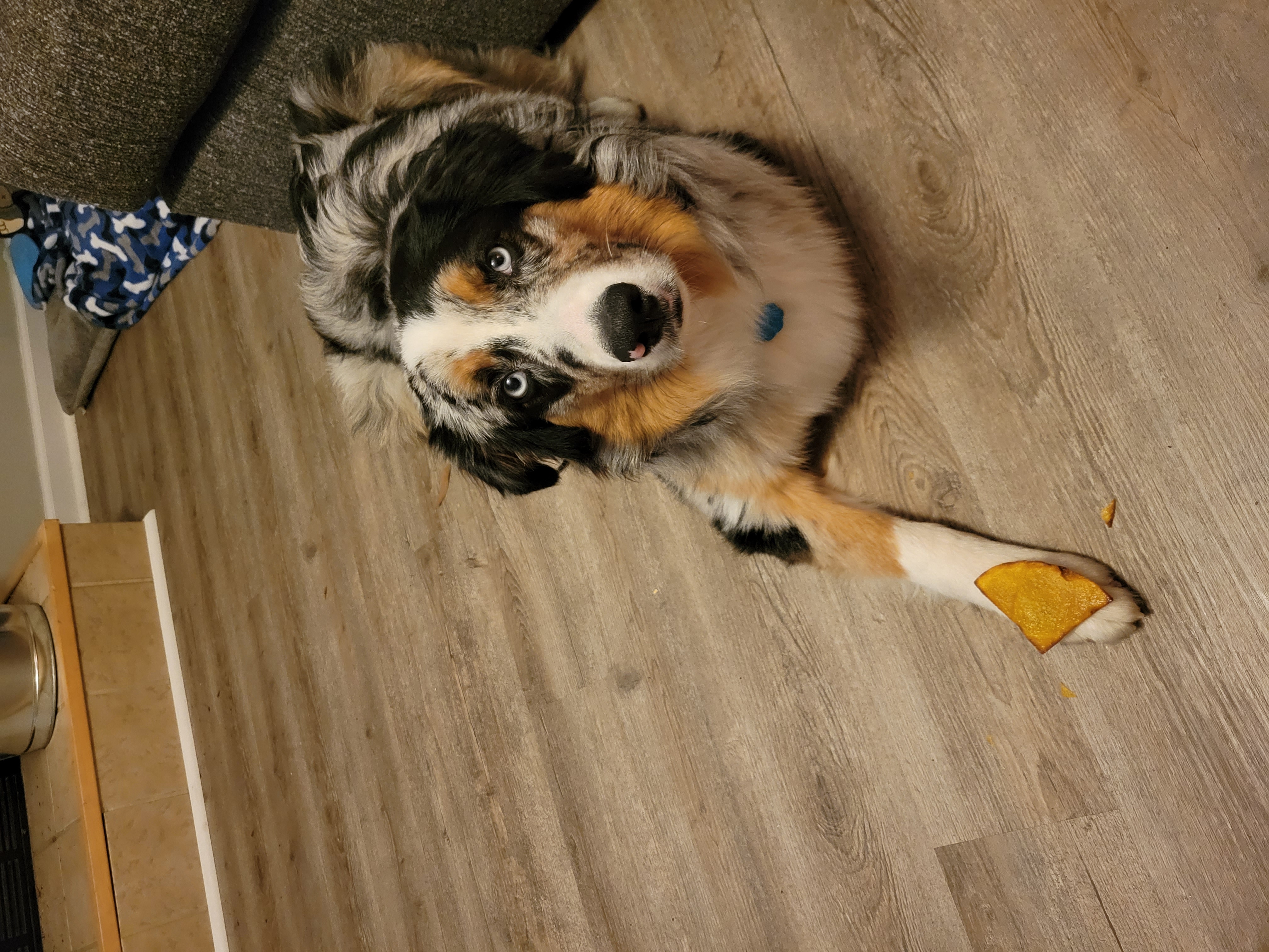 My dog with a chip!